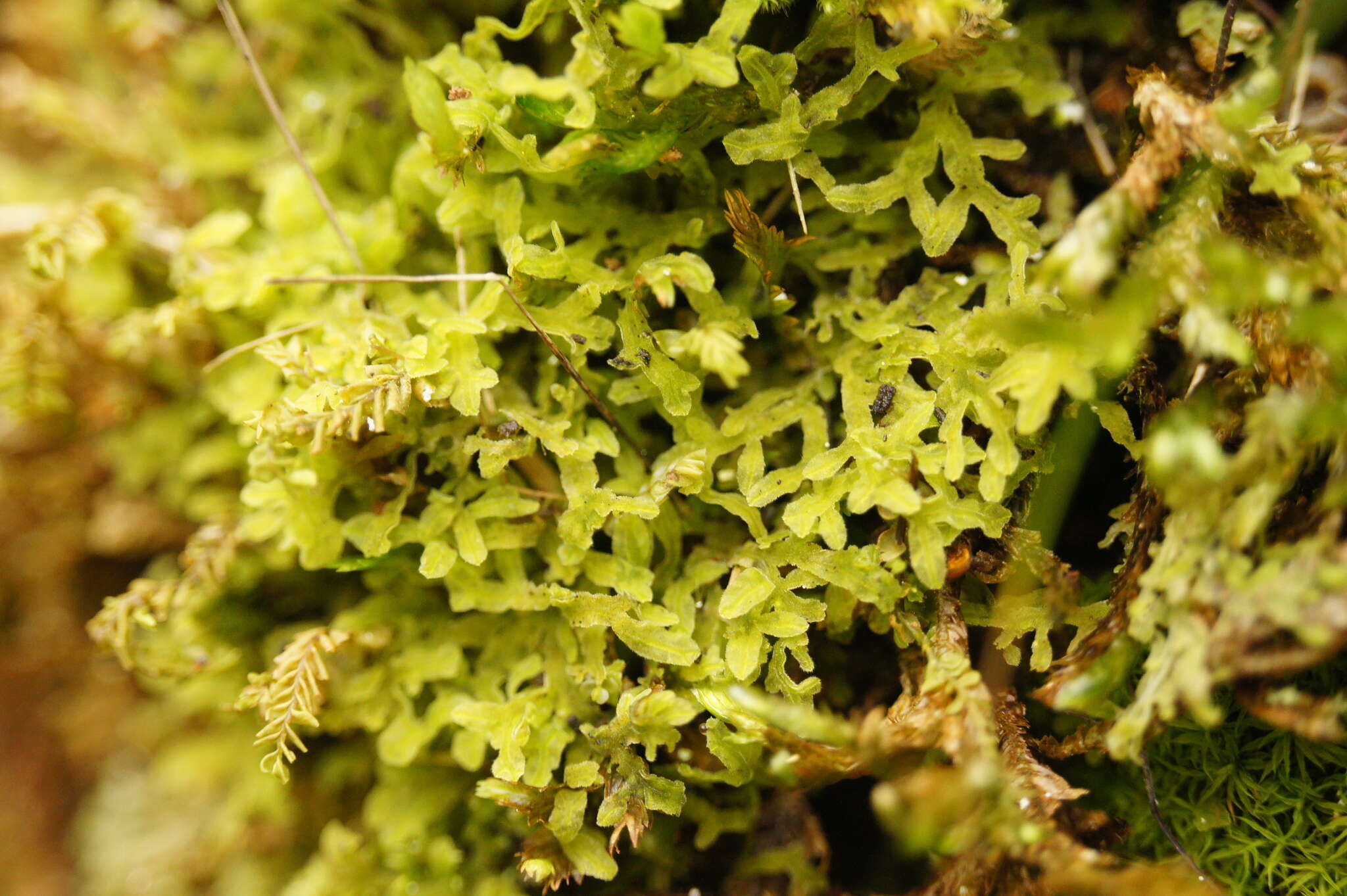 Image of Downy Veilwort