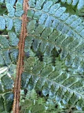 Image of Polystichum mucronifolium (Bl.) Nayar & Kaur