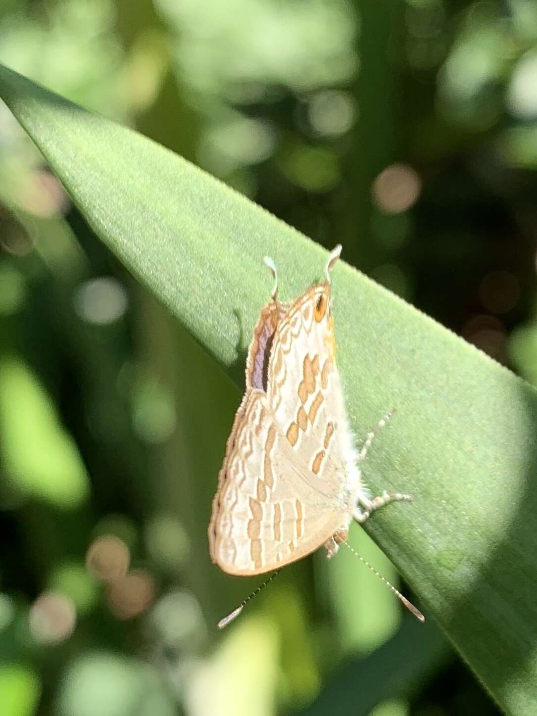 Image of Catopyrops florinda (Butler 1877)