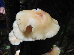 Image of Lentinula raphanica (Murrill) Mata & R. H. Petersen 2001