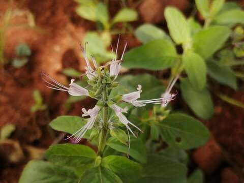 Imagem de Ocimum filamentosum Forssk.