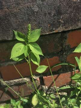 Acalypha setosa A. Rich.的圖片