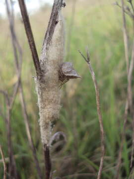 Image of Kaira candidissima (Mello-Leitão 1941)