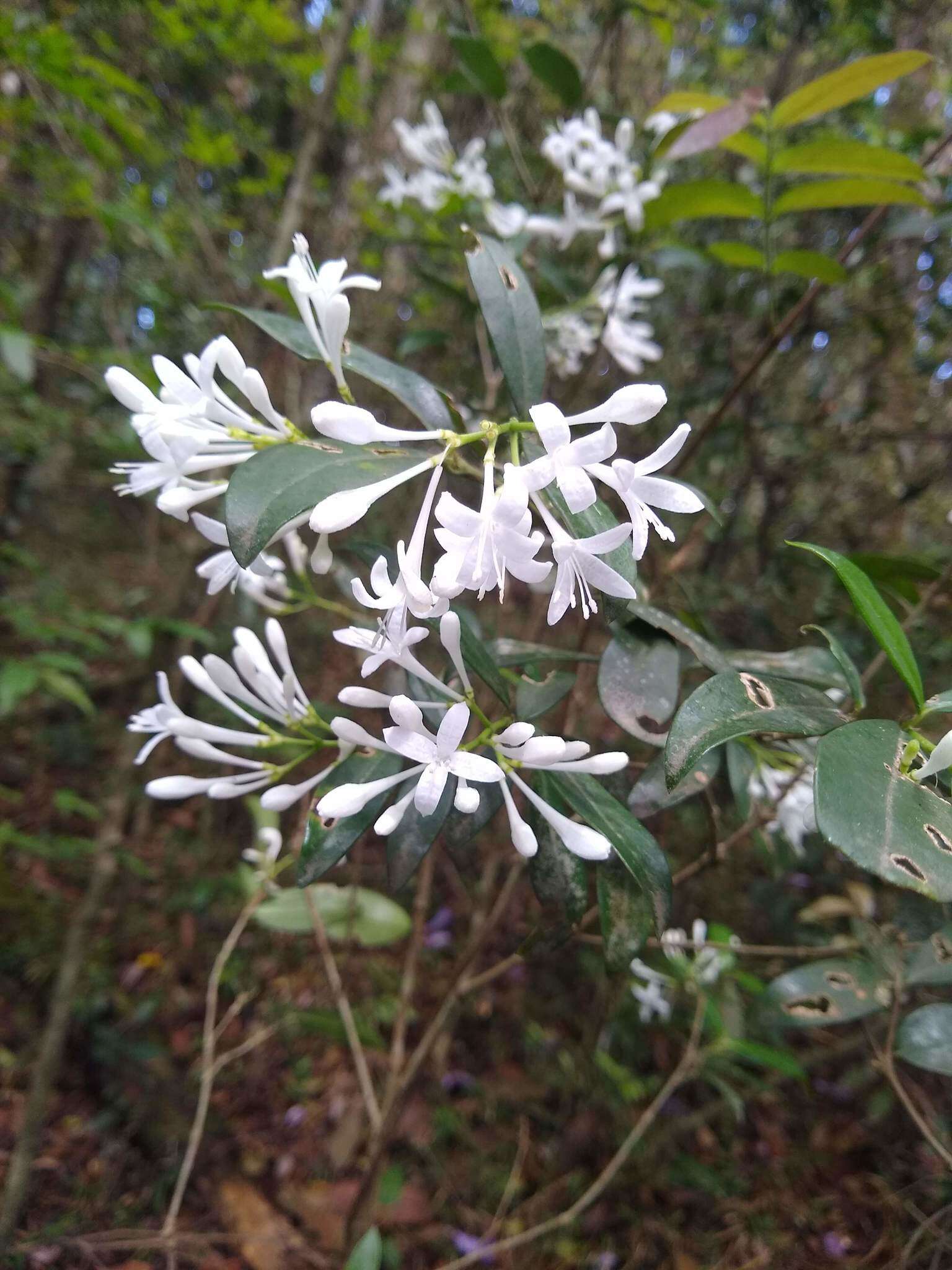 Image de Rudgea jasminoides (Cham.) Müll. Arg.