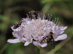 Imagem de Poecilognathus punctipennis (Walker 1849)