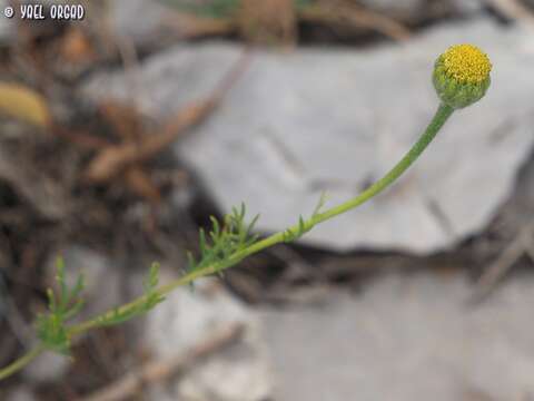 Image of Cota nigellifolia (Boiss.) Alv. Fern. & Vitales