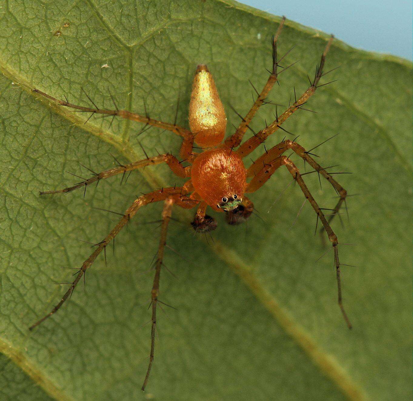 Image of Oxyopes vogelsangeri Lessert 1946