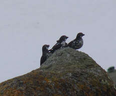 Image of Least Auklet