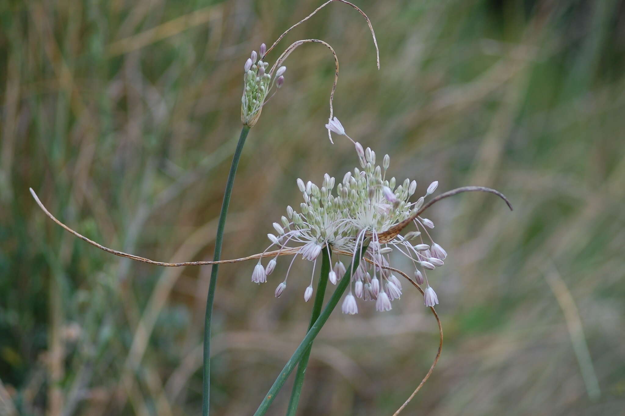 Image of Allium podolicum Blocki ex Racib. & Szafer