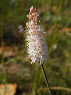 Image of Bulbinella cauda-felis (L. fil.) T. Durand & Schinz