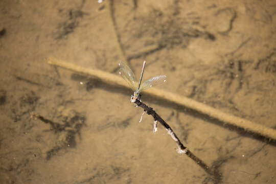 Image of Western Demoiselle