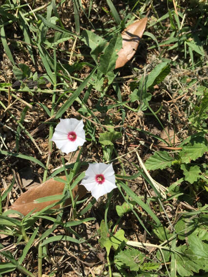 Image of Texas bindweed