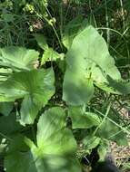 Image of Ligularia subsagittata Pojark.