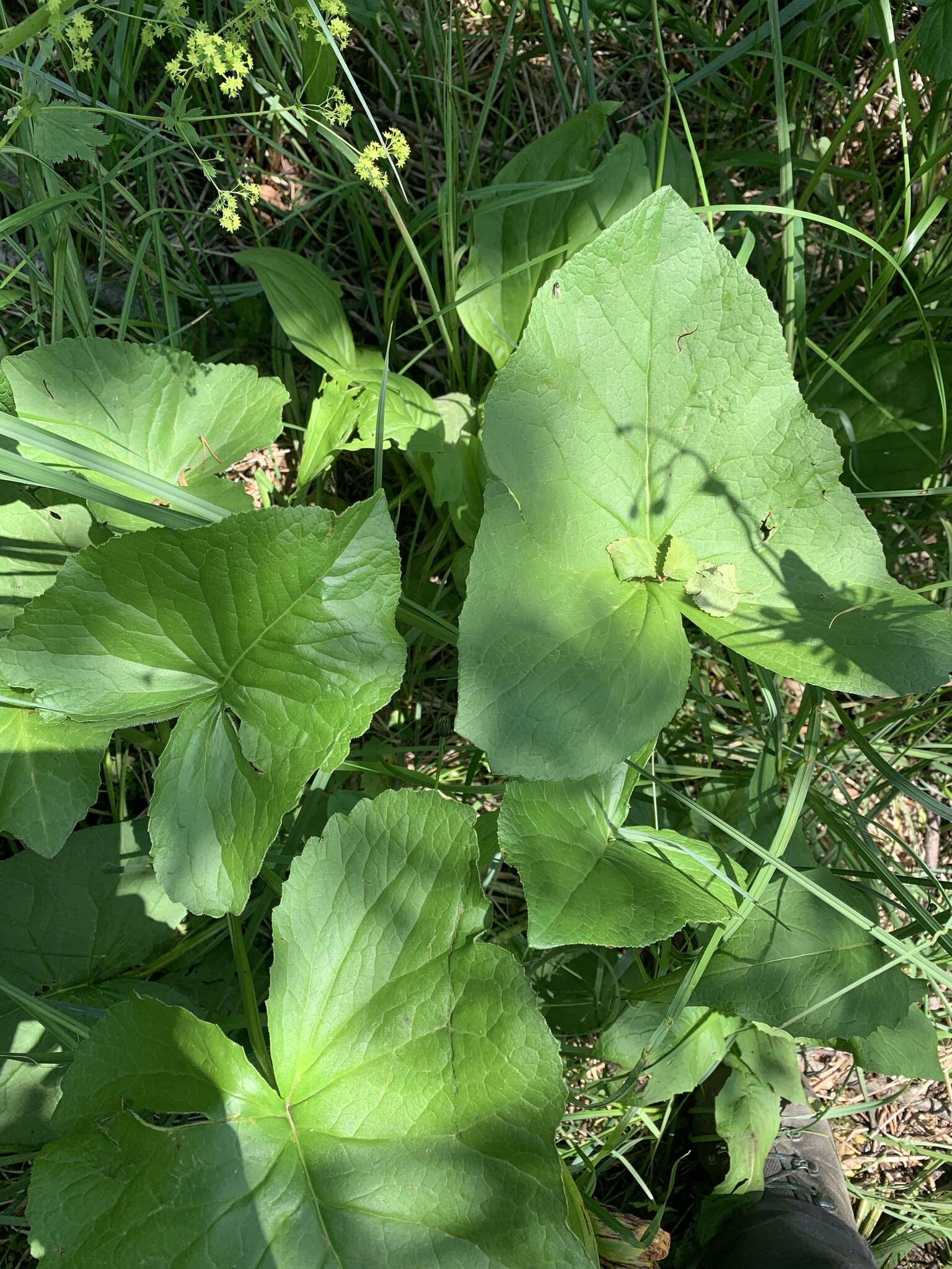 Image of Ligularia subsagittata Pojark.