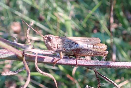 Chorthippus (Glyptobothrus) apricarius (Linnaeus 1758) resmi