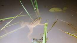 Image of Green Puddle Frog