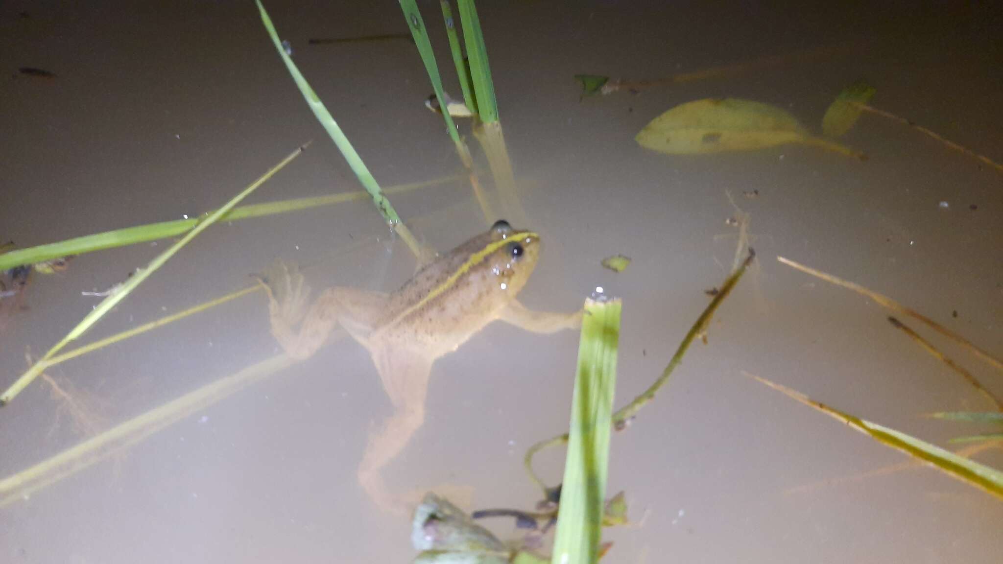 Image of Green Puddle Frog