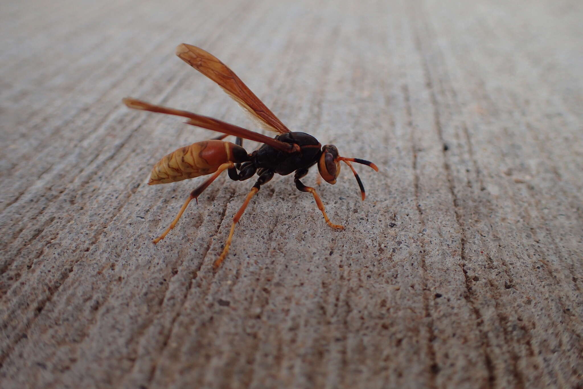 Image of <i>Polistes <i>comanchus</i></i> comanchus