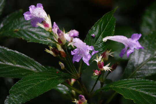 Image of Strobilanthes formosana S. Moore