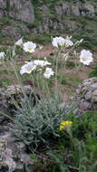 Imagem de Cerastium biebersteinii DC.