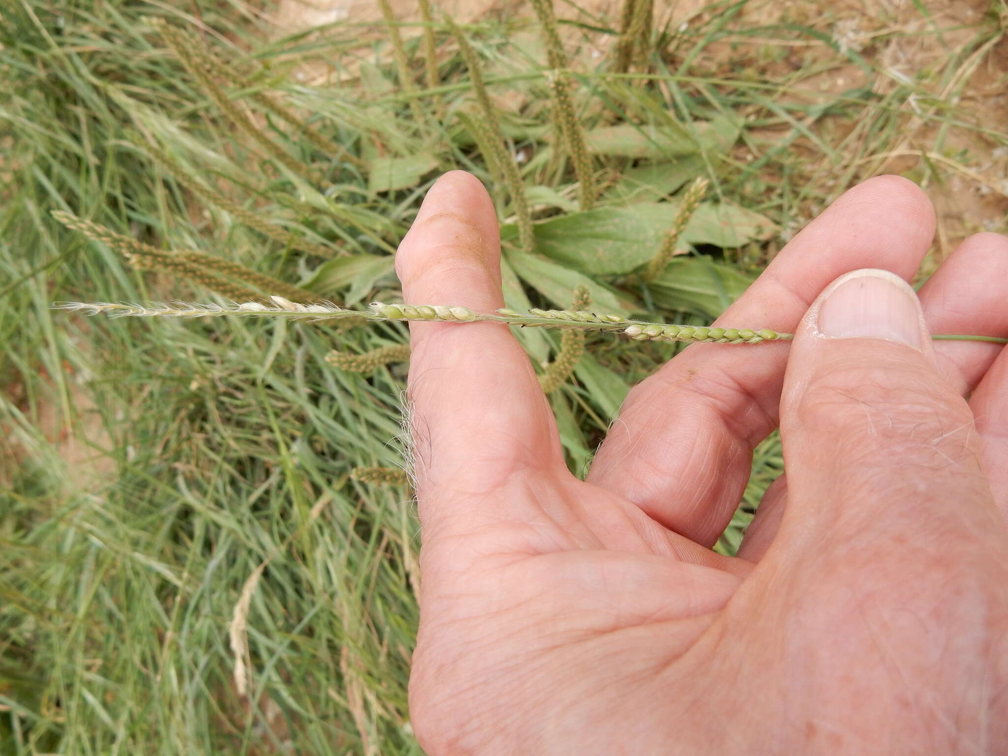 Sivun Eriochloa sericea (Scheele) Munro ex Vasey kuva