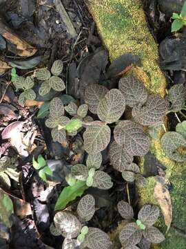 صورة Fittonia albivenis (Lindl. ex Veitch) R. K. Brummitt