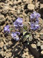 Imagem de Phacelia breweri A. Gray