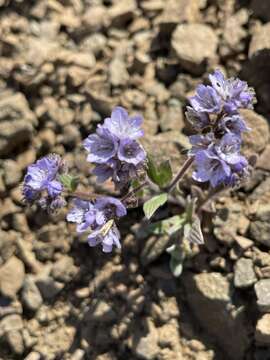 Image de Phacelia breweri A. Gray