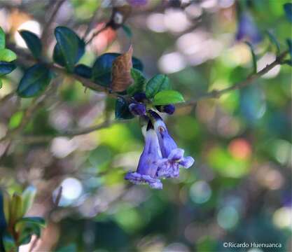 Image of Prickly myrtle