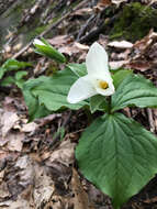 Imagem de Trillium grandiflorum (Michx.) Salisb.