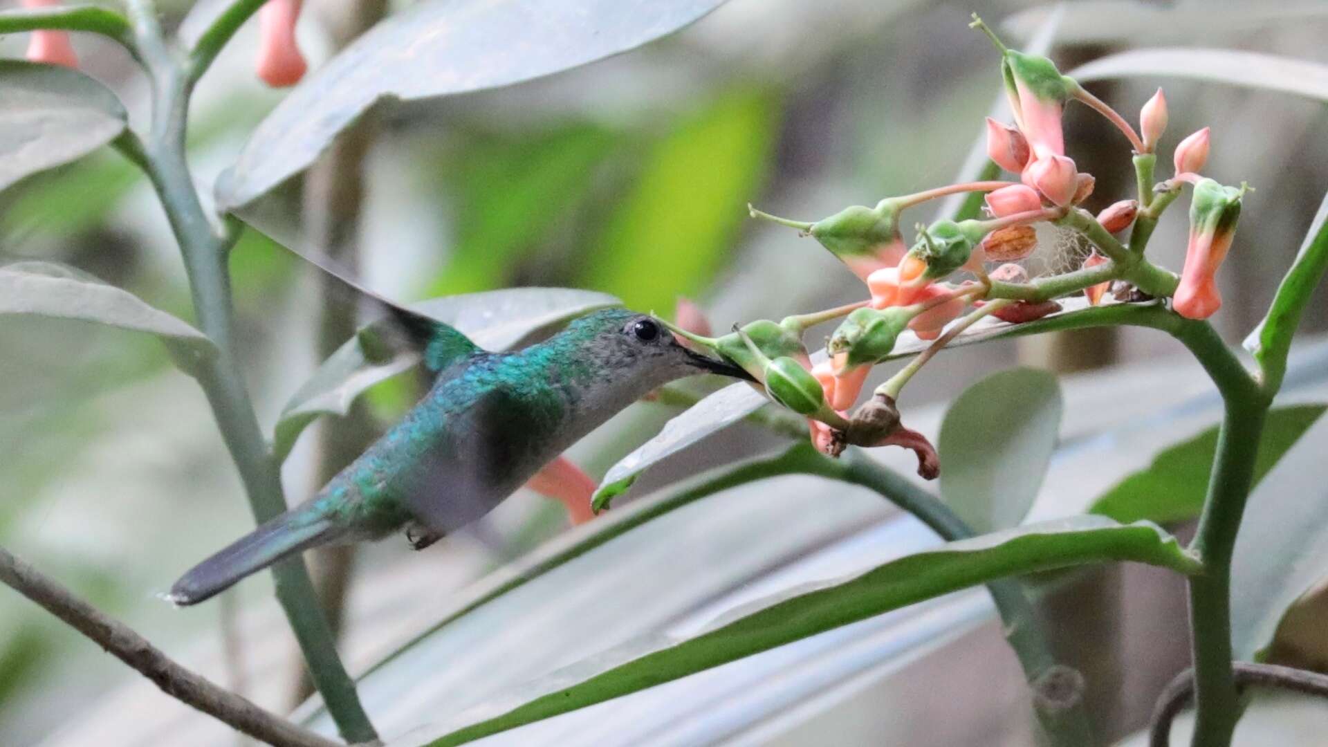 Image of Mexican Woodnymph