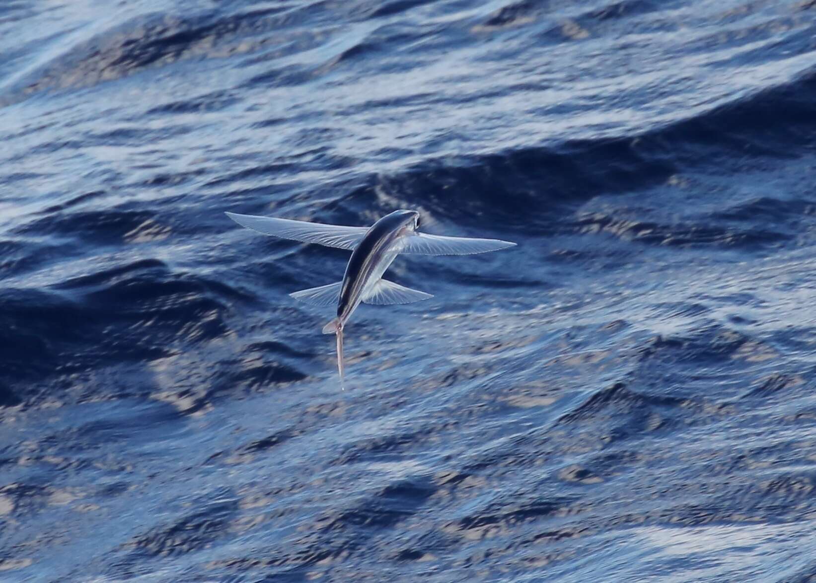 Plancia ëd Cheilopogon pinnatibarbatus (Bennett 1831)