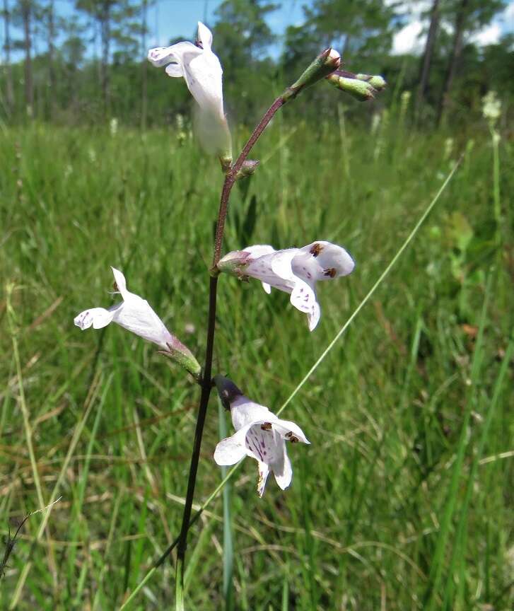 Image of Godfrey's False Dragonhead