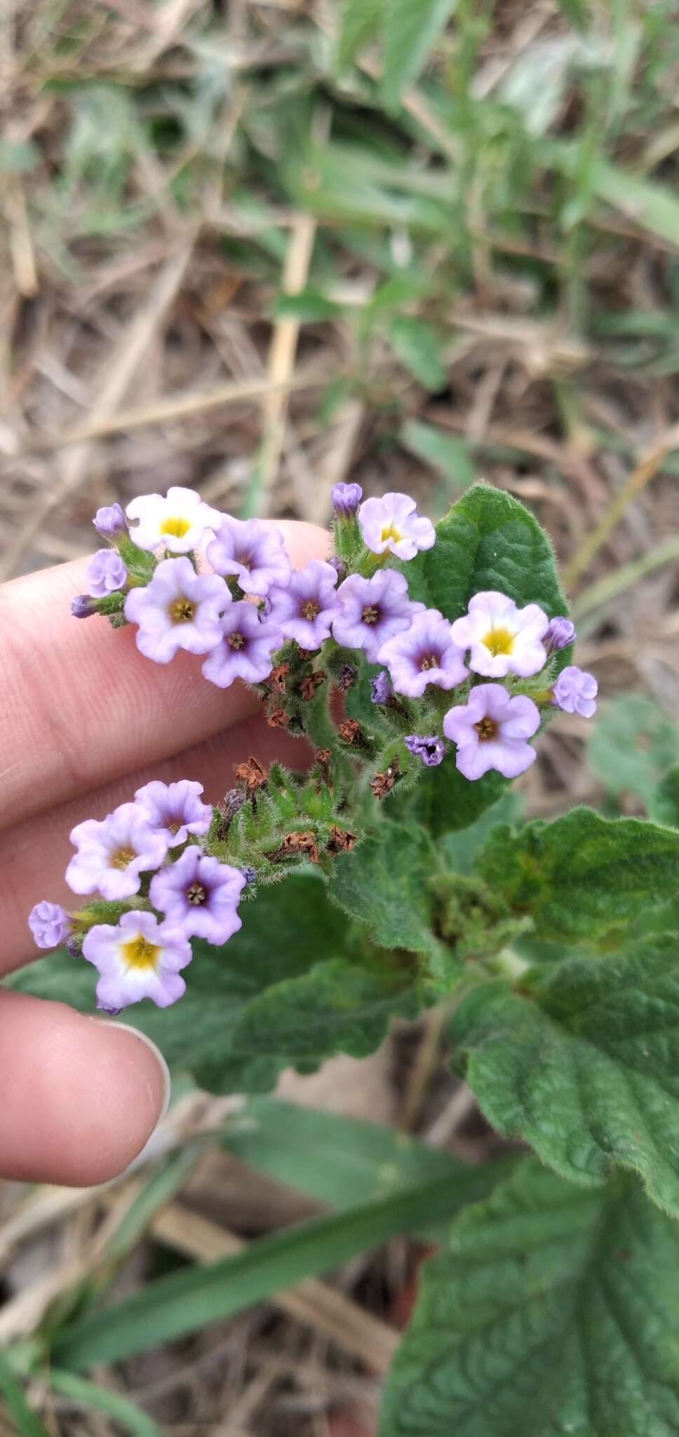 Image of Heliotropium nicotianifolium Poir.