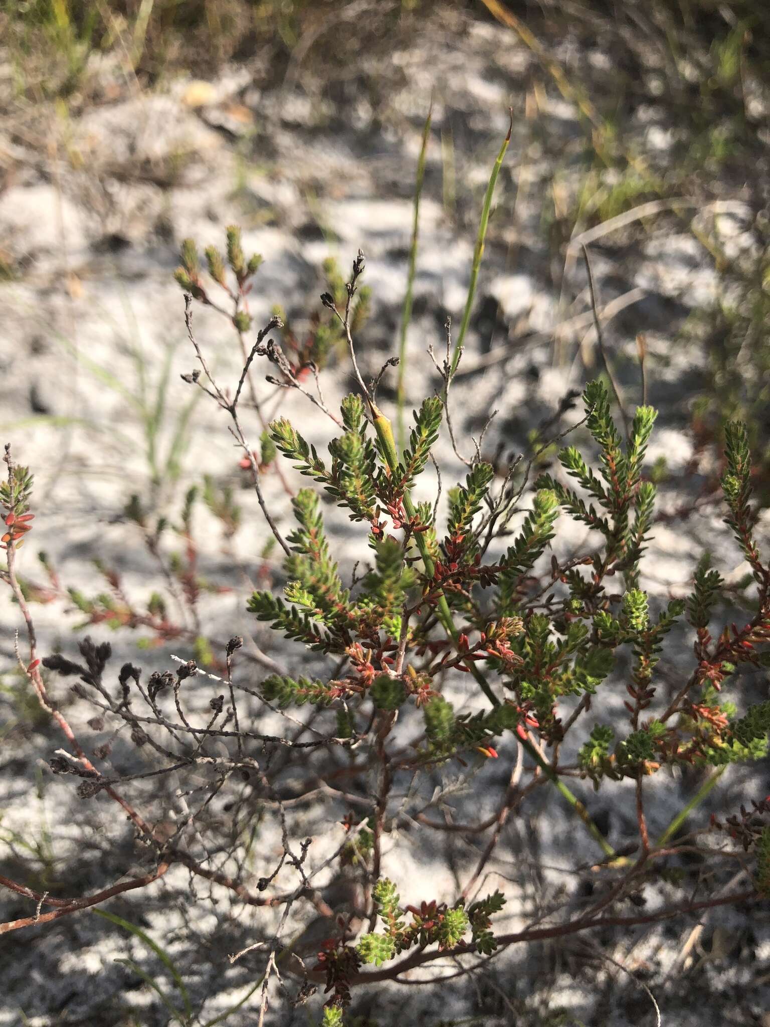 Image of Erica turgida Salisb.