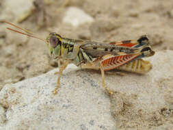 Image of Melanoplus occidentalis (Thomas & C. 1872)