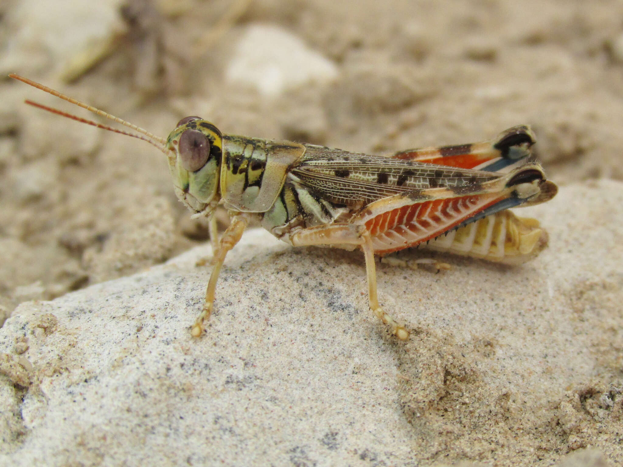 Image de Melanoplus occidentalis (Thomas & C. 1872)