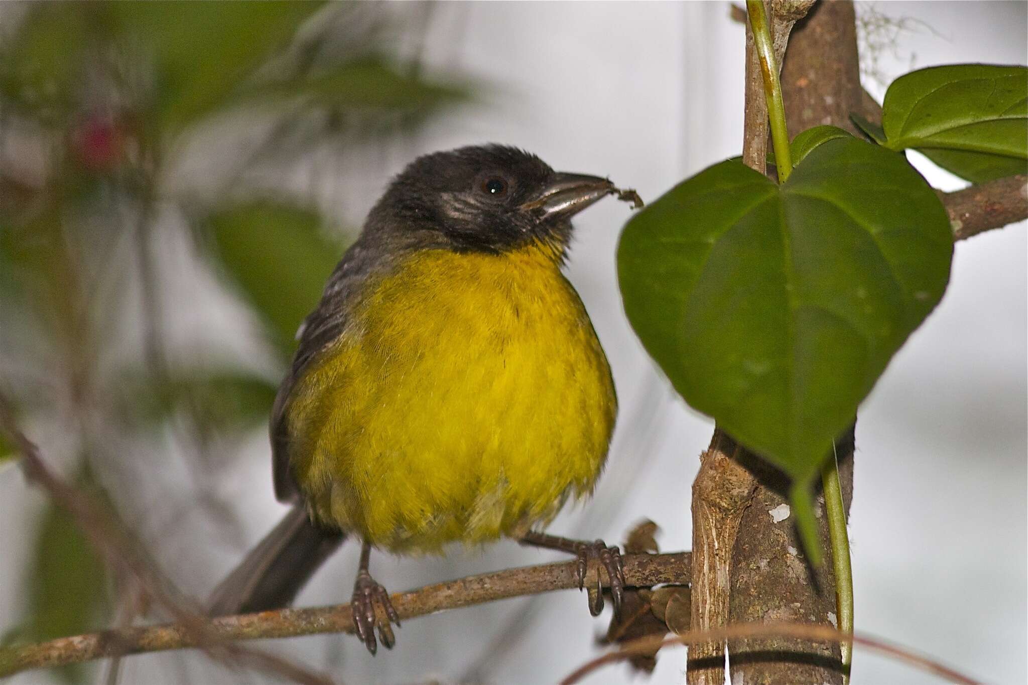 Image of Santa Marta Brush Finch