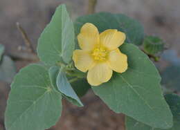 Image of Abutilon austroafricanum Hochr.