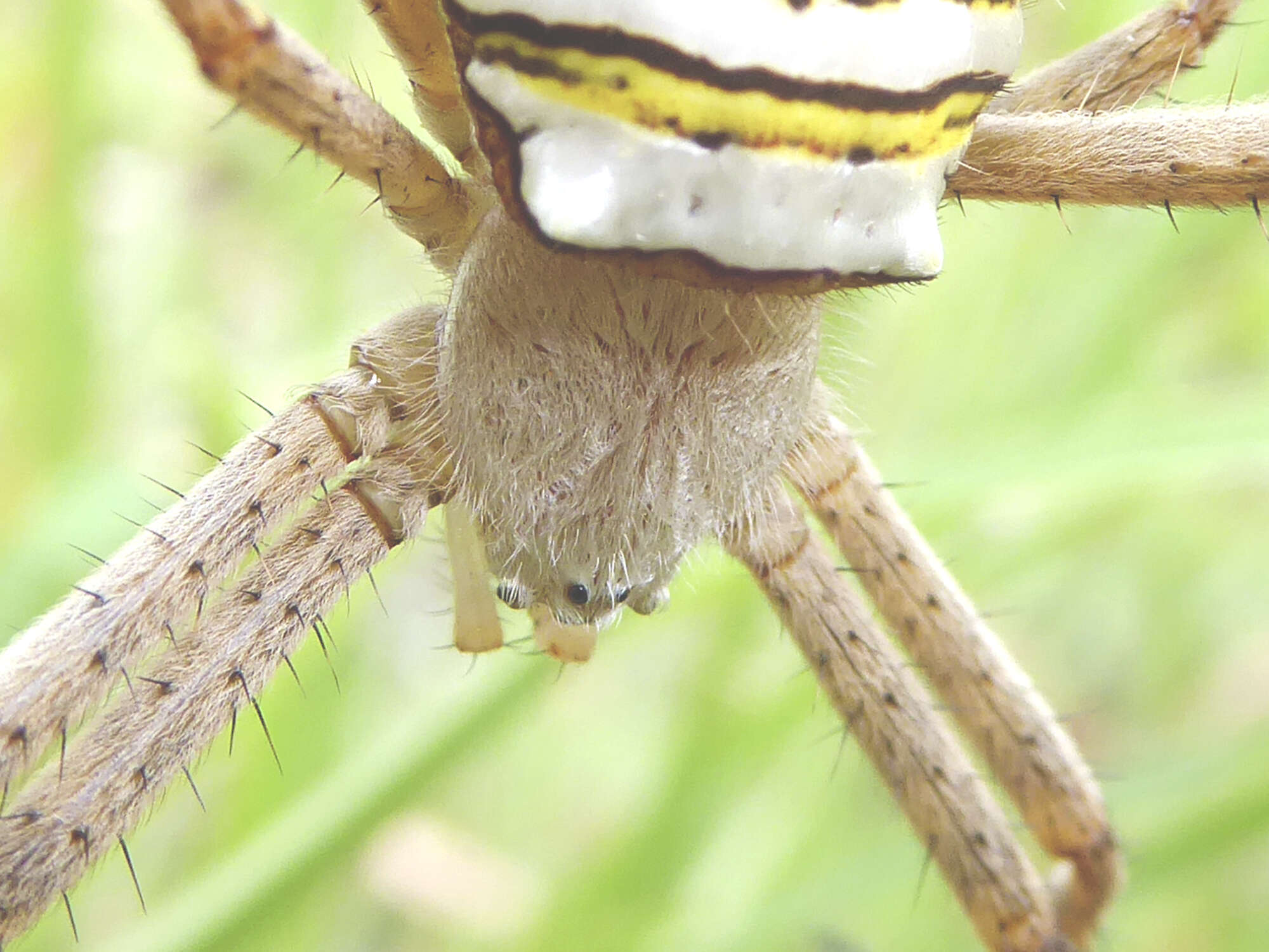 Image of Argiope magnifica L. Koch 1871