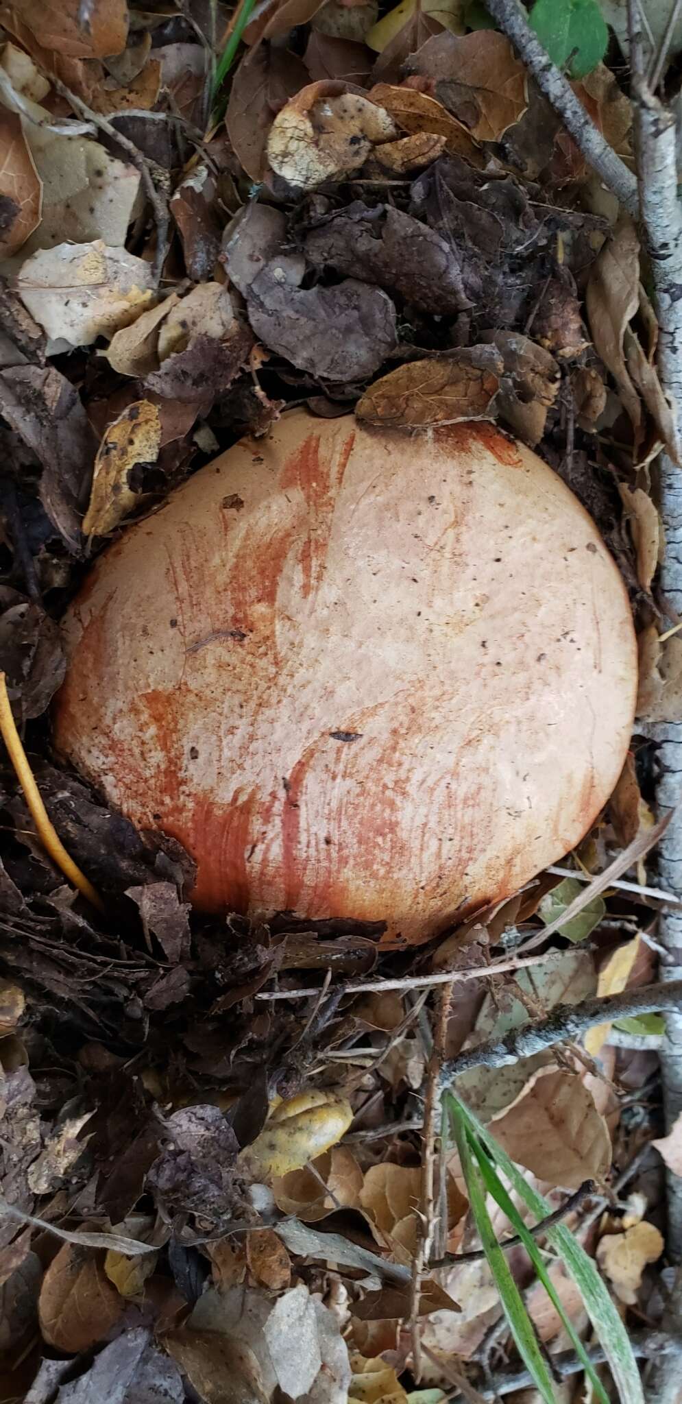 Image de Butyriboletus persolidus D. Arora & J. L. Frank 2014