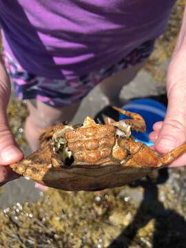 Image of Jonah crab