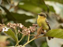 Nephelomyias ochraceiventris (Cabanis 1873)的圖片