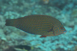 Image of Blue Spotted Wrasse