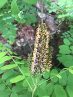 Image of Ouachita False Indigo