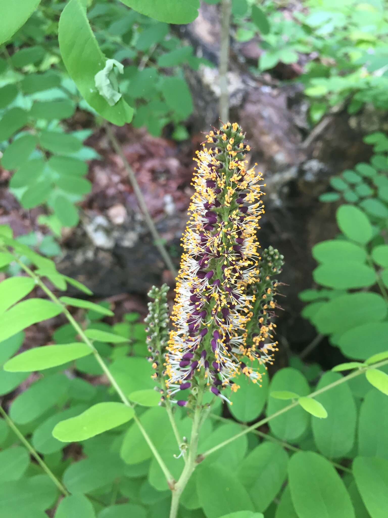 Image of Ouachita False Indigo