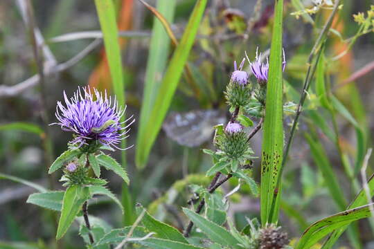 Слика од Cirsium vlassovianum Fisch. ex DC.