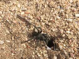 Image of Paloma Dwarf Tarantula