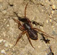 Image of Antmimic spider