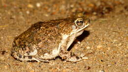 Image of Common Lesser Toad